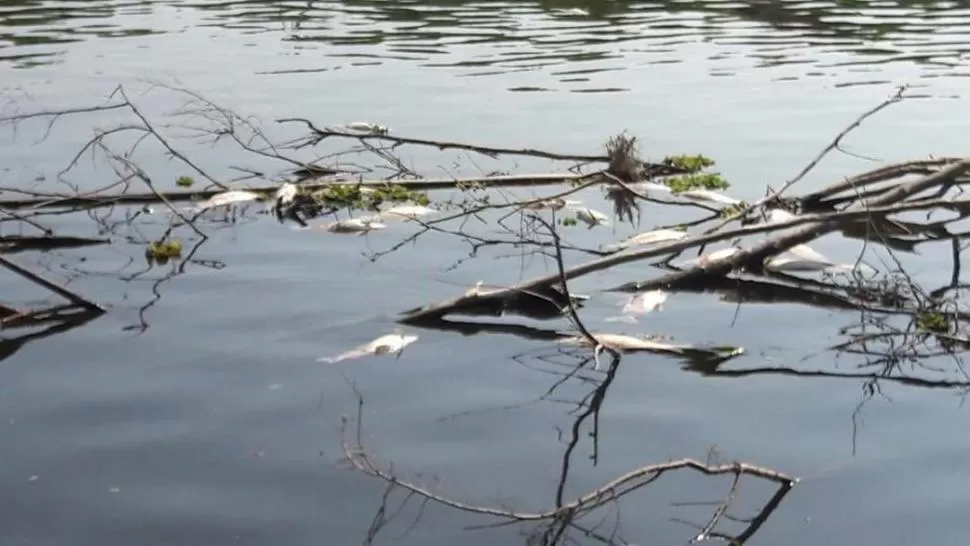 EN EL SALÍ. La correntada del río arrojó peces muertos en el lago.  