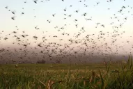 Las restricciones en provincias por coronavirus complican el monitoreo de mangas de langosta