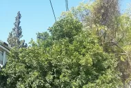 Preocupa que el HLB y el insecto vector hayan sido detectados en La Banda, Santiago del Estero