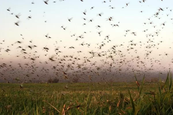 Las restricciones en provincias por coronavirus complican el monitoreo de mangas de langosta