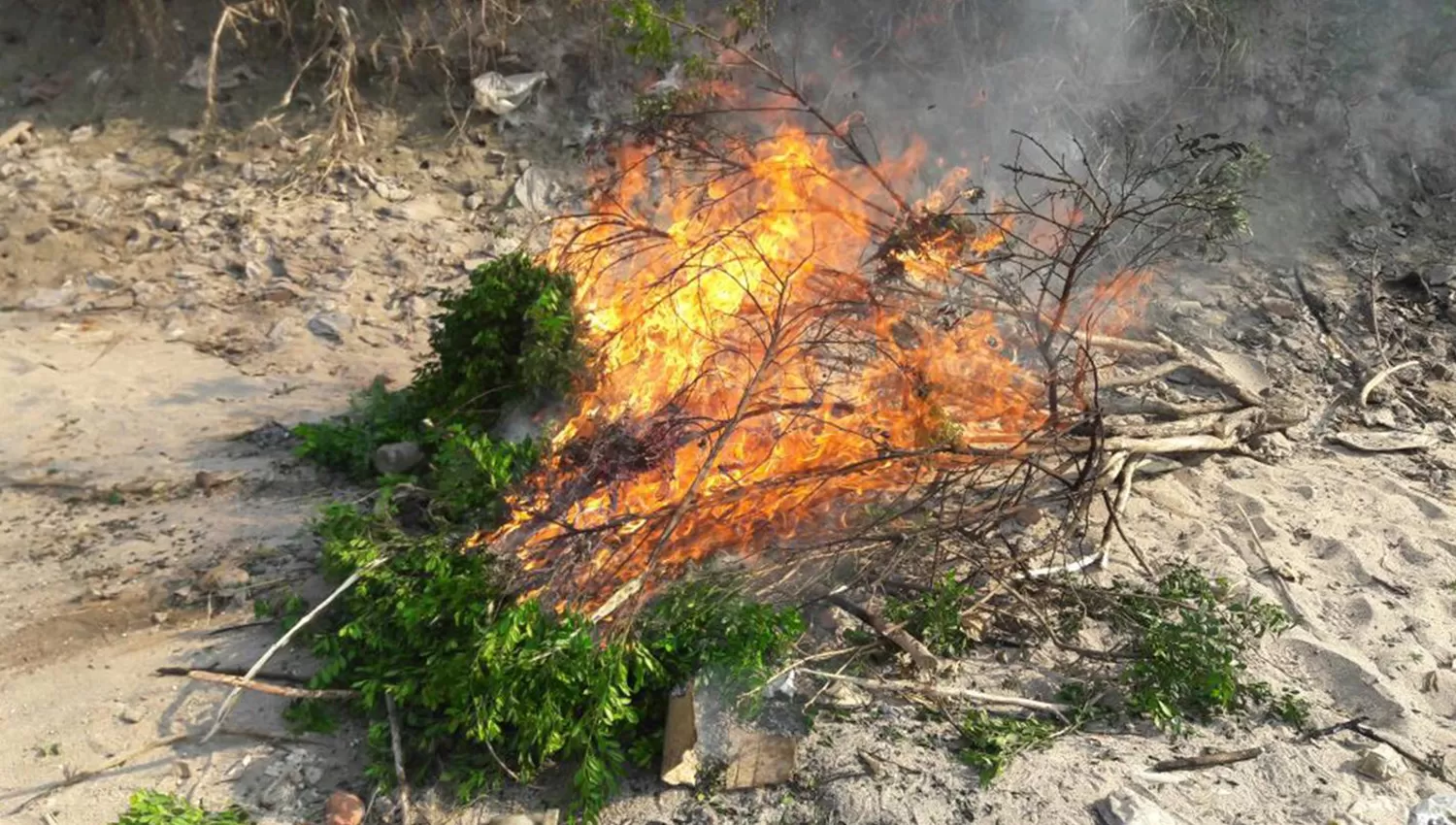 Árbol quemado. FOTO PRENSA SENASA / ARCHIVO. 