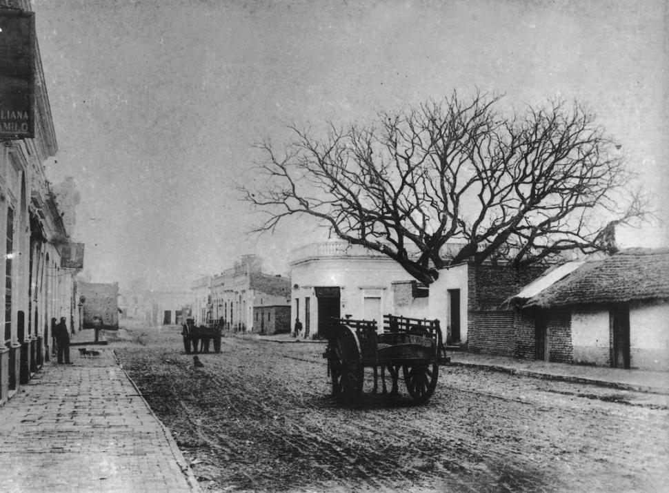 EL PACARÁ EN INVIERNO. La esquina de Las Heras (hoy San Martín) y Catamarca con el famoso ejemplar, en una foto de 1897 