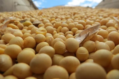 Recortan la estimación global de soja