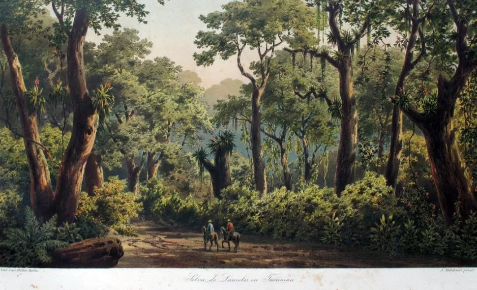 ENTRE LOS ÁRBOLES. El pintor Adolfo Methfessel tituló esta litografía coloreada “La selva de laureles de Tucumán”. 