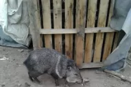 Rescatan un pecarí que vivía en cautiverio