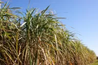 Hay que reordenar la zafra de acuerdo al grado de afección de los cañaverales