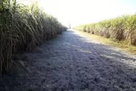 La ocurrencia de heladas severas provoca pérdidas de la producción de azúcar de entre un 10% y un 25