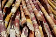 Proponen revisar cuidadosamente la caña que se desea utilizar como semilla