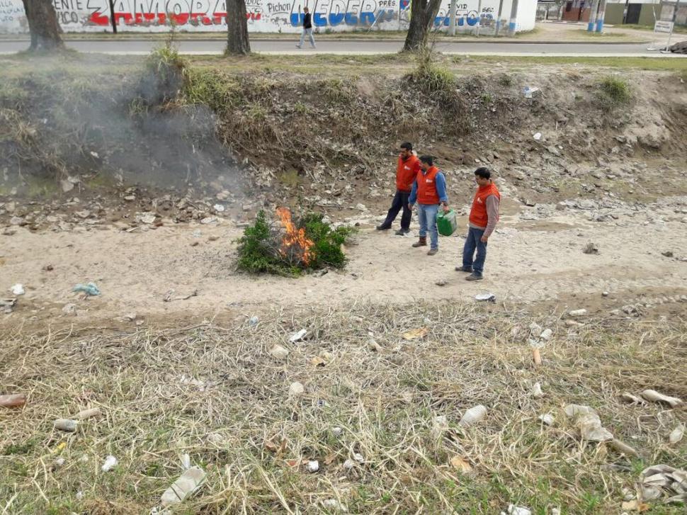 PREVENCIÓN. Los técnicos del Senasa destruyeron plantas de “mirto” detectadas en la vía pública “bandeña”.  