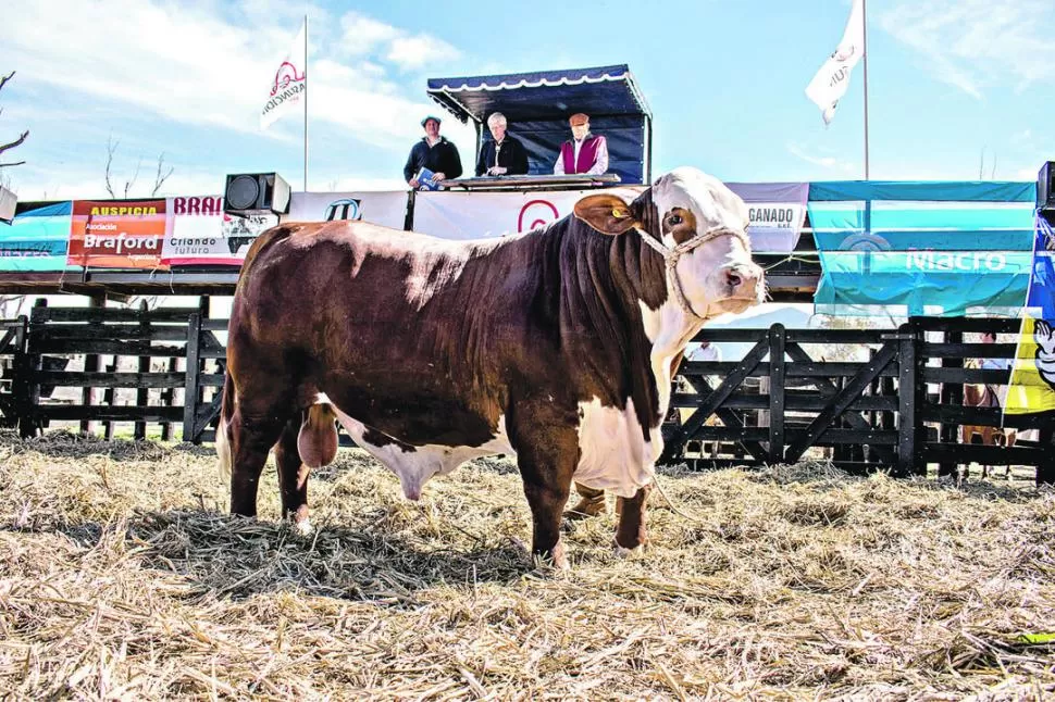LA ASUNCIÓN. El imponente toro a bozal Cebil La Asunción 7055 fue comprado por la cabaña Cachi Yaco SA.  