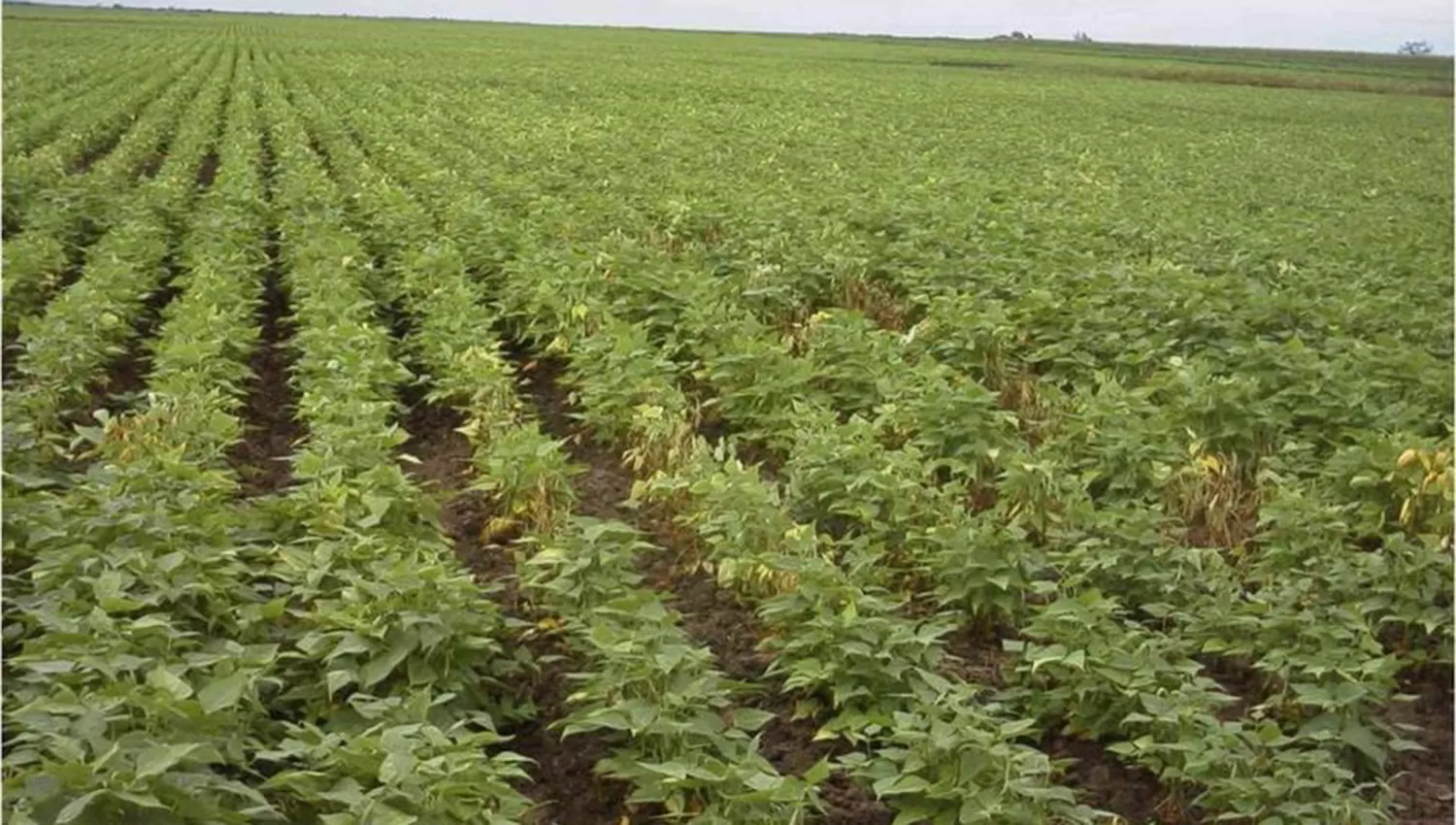 Cultivo  de poroto en Tucumán. FOTO DE ARCHIVO. 