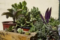 Minijardines: ¡ojo con las espinas casi imperceptibles!