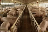 Productores de carne de cerdo del país critican el acuerdo con EEUU