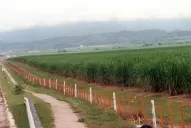 Principales características del nuevo material genético de la Eeaoc