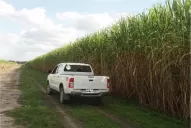 Caña de azúcar: comienza a decrecer la superficie que ocupa en Tucumán la variedad LCP 85-384