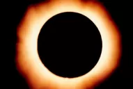 Cómo reaccionan los animales a los eclipses solares