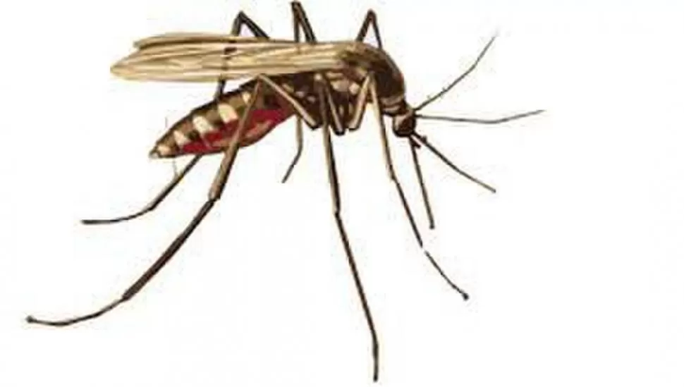 MOSQUITOS. La picadura es la que propaga el virus del zika. 