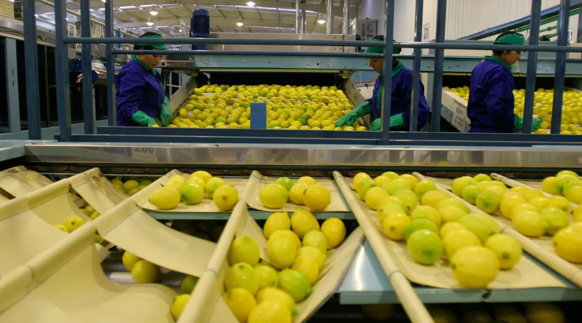 El limón ya viaja hacia México, otro destino exportador