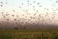 Cuáles son las zonas afectadas por el avance de las langostas