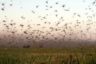 Cuáles son las zonas afectadas por el avance de las langostas