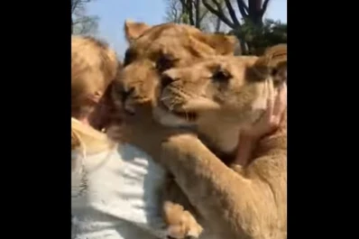 Video: mirá el cariñoso reencuentro de dos leonas con su supuesta rescatista