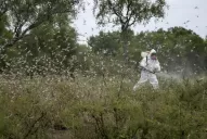 El monitoreo es la principal arma de defensa que tiene el productor agrícola