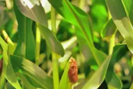Una mayor presencia de malezas resistentes bloqueó el buen rendimiento de los maíces