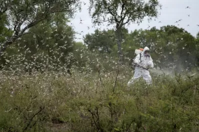 El monitoreo es la principal arma de defensa que tiene el productor agrícola