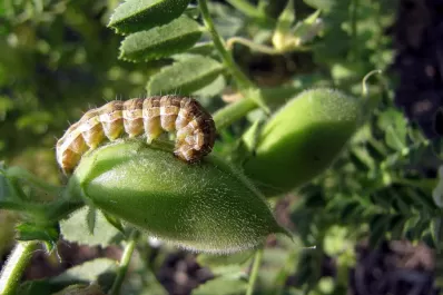 Atentos a la aparición de la “oruga bolillera” en el garbanzo
