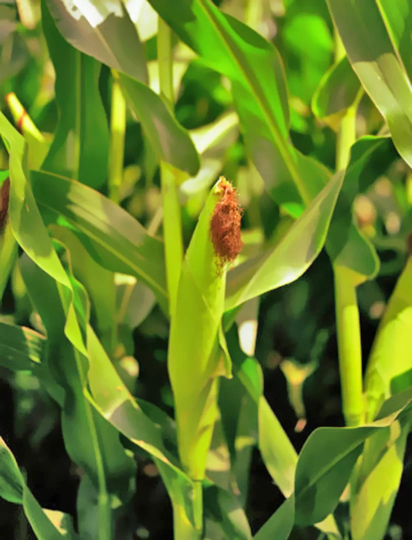 LAS PRÁCTICAS. El correcto “manejo” del cultivo maíz colabora para obtener buenos rendimientos productivos.  