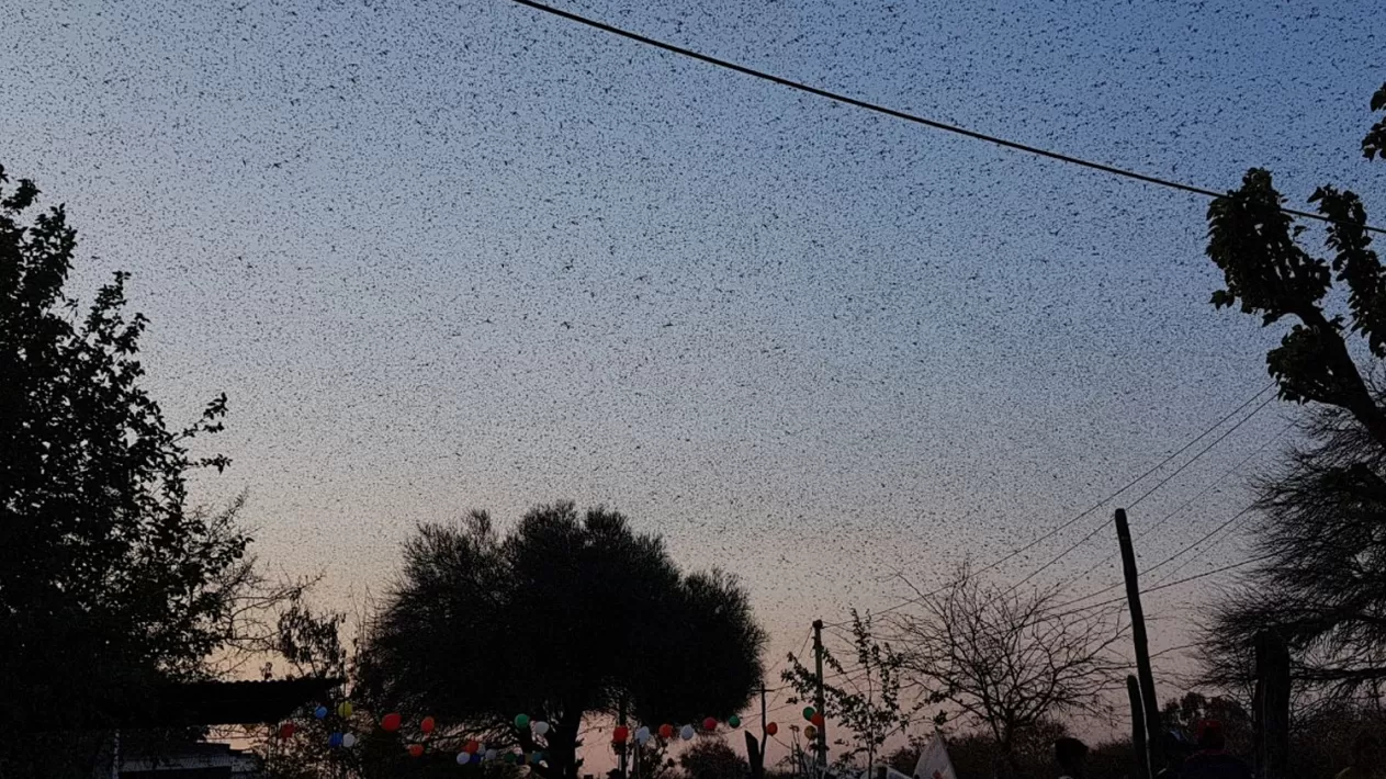 MANCHA NEGRA. El cielo se tiñó de oscuro cuando pasaron los miles de insectos. FOTO ENVIADA POR UN LECTOR
