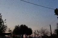 Impresionante: una manga de langostas llegó a Bella Vista y provocó temor entre vecinos y productores