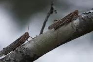 Alerta del Senasa: lo peor de la plaga de langostas está por venir
