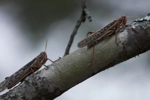 Alerta del Senasa: lo peor de la plaga de langostas está por venir