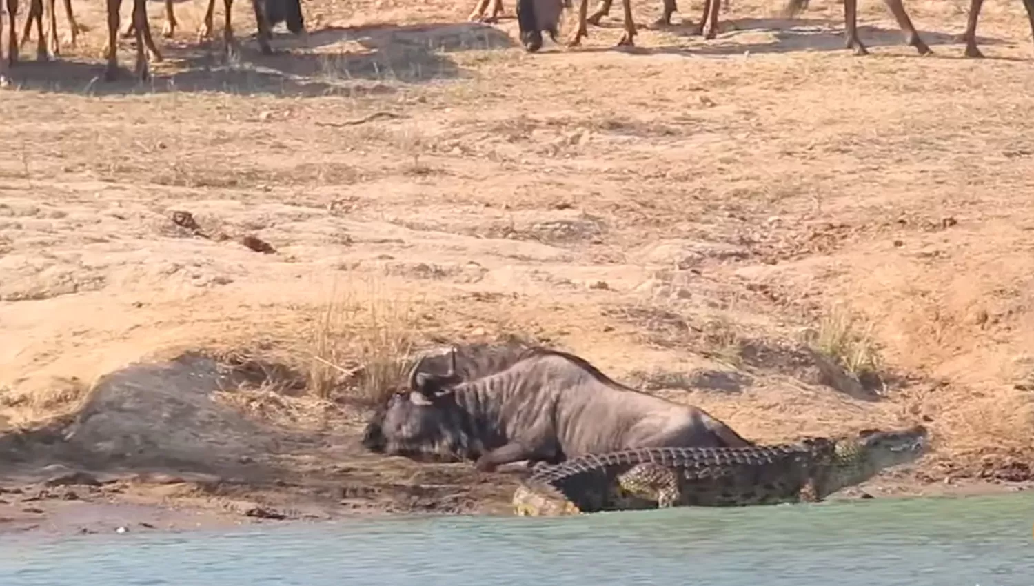 Impactante video: dos hipopótamos ayudaron a un animal a escapar de un cocodrilo