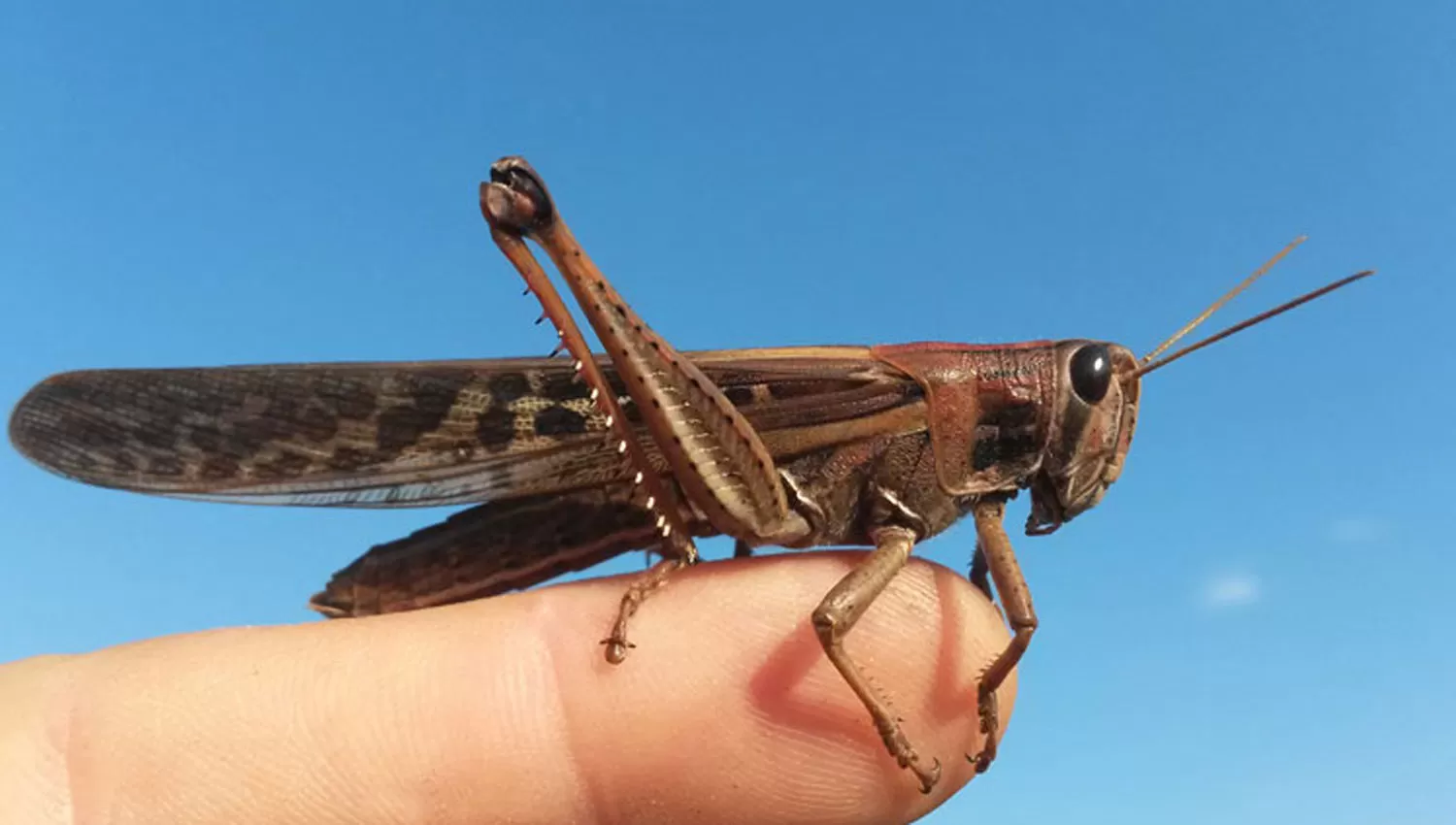 LANGOSTAS. Estos insectos preocupan a los productores. FOTO TOMADA DE ECONOMÍAYVIVEROS.COM