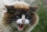 Se activaron medidas de prevención contra la rabia tras la muerte de un gato en Tucumán