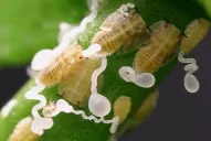 Desarrollan estrategias para comunicar a la población sobre la peligrosidad del HLB para los citrus