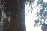 La foto más soprendente de las langostas en Tucumán