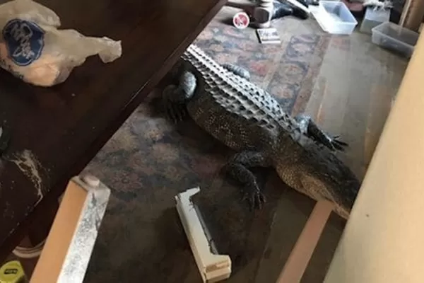 Un hombre encontró un cocodrilo en el comedor de su casa tras el huracán  Harvey