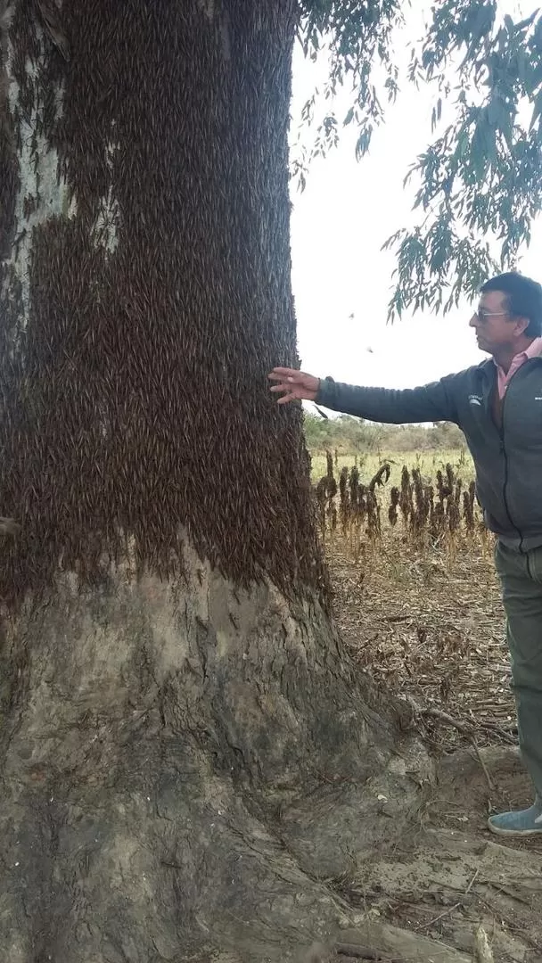  -INVASIÓN. El productor Luis Juárez, de Estación Aráoz, muestra las langostas asentadas en el tronco de un árbol.-