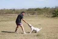 Perros de pelea: condenados a morir por apuestas en el circuito clandestino de Tucumán