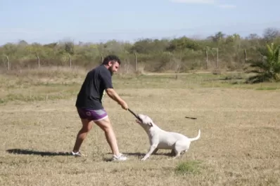 Perros de pelea: condenados a morir por apuestas en el circuito clandestino de Tucumán