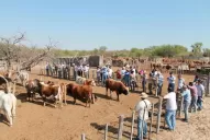 Analizarán el futuro de la ganadería en el NOA