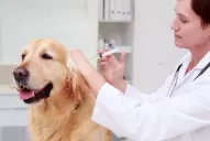 Mascotas VIP en Tucumán: ahora tienen obra social, van al homeópata y hasta usan salvavidas