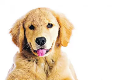 Las 17 mejores Apps para los dueños de mascotas