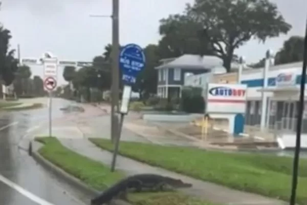 Hay caimanes en las calles de Florida, tras el paso de “Irma”