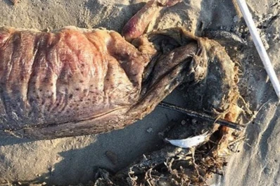 Mirá las fotos de la monstruosa criatura con dientes que arrastró el huracán Harvey