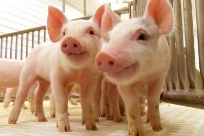 Los diputados no debatieron temas sensibles para el agro
