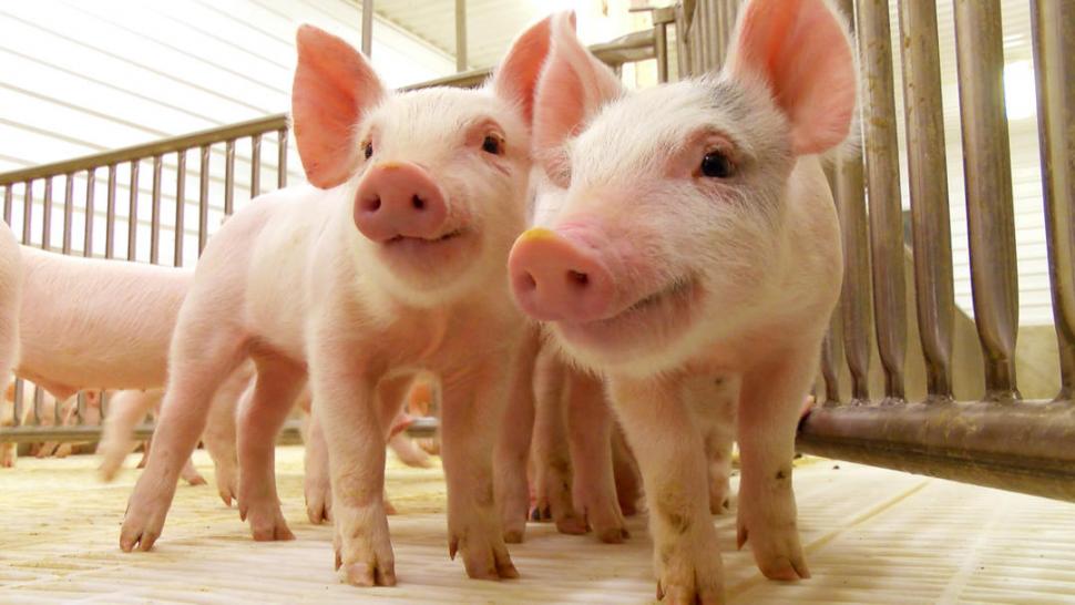 PRODUCCIÓN. La actividad porcina reclama normativas para el sector. 